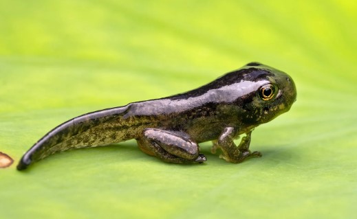 An image of froglet. Which look small and slimey. It is standing on a leaf.