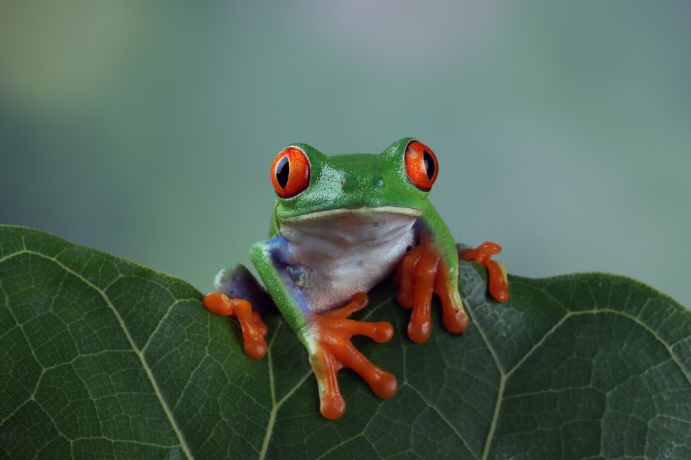 A green frog looking into the camera