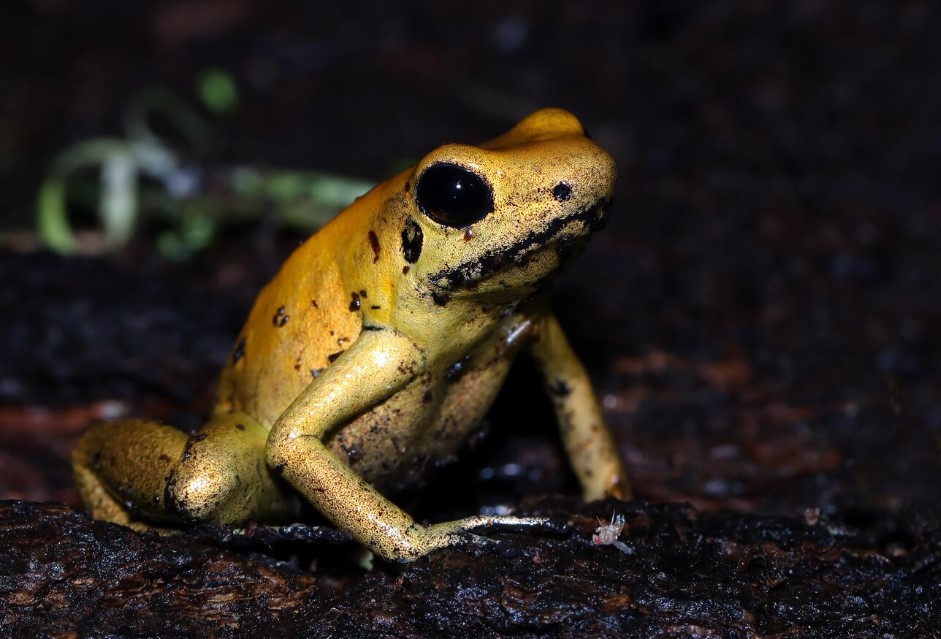An image of fully grown yellow frog sitting on dirt in the night time.