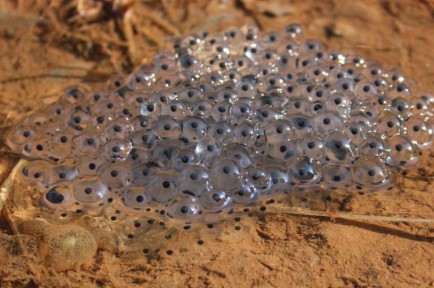 An image of frog eggs
