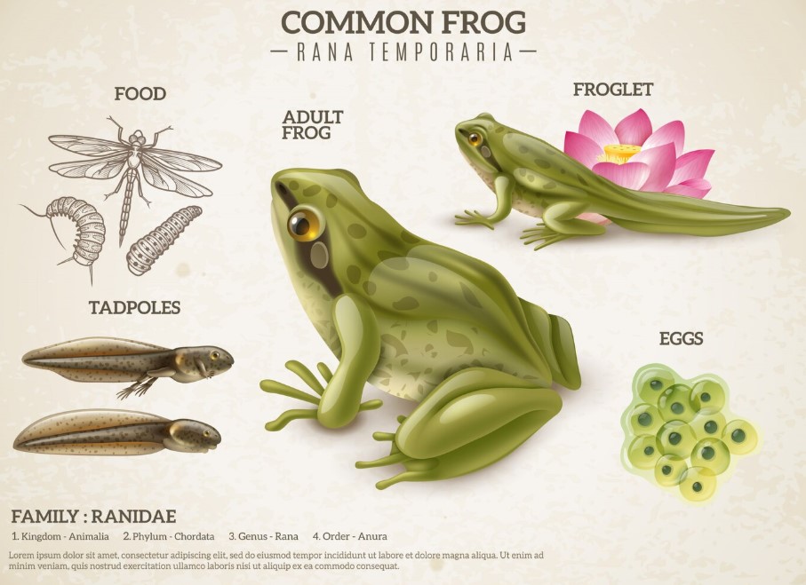 An image of a frog in it's various life stages. Depicts eggs, tadpole, froglet, and adult frog