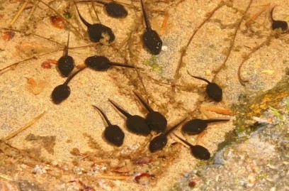 An image of tadpoles in shallow water.